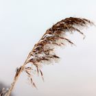 Long Frozen Grass