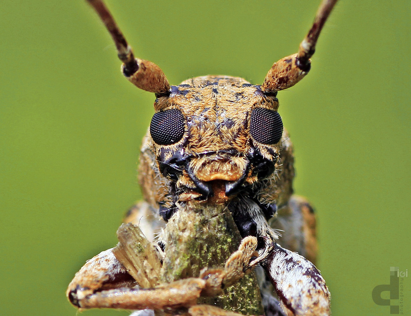 Long horn beetle~