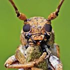 Long horn beetle~