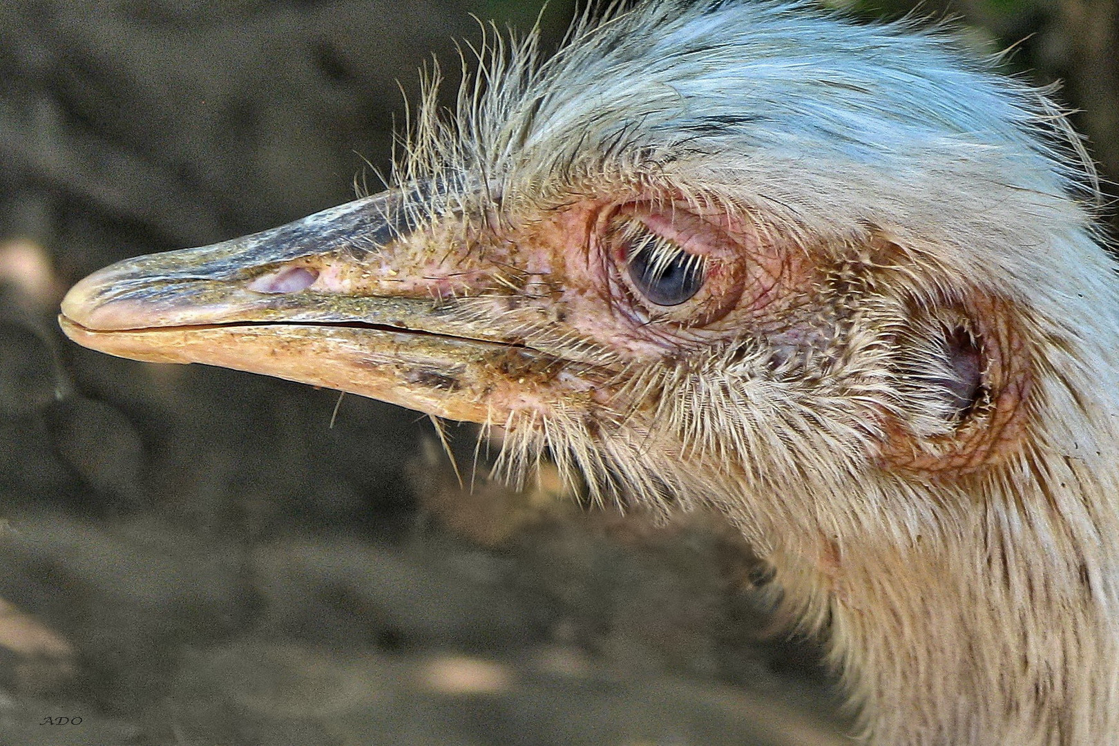 Long Lashes