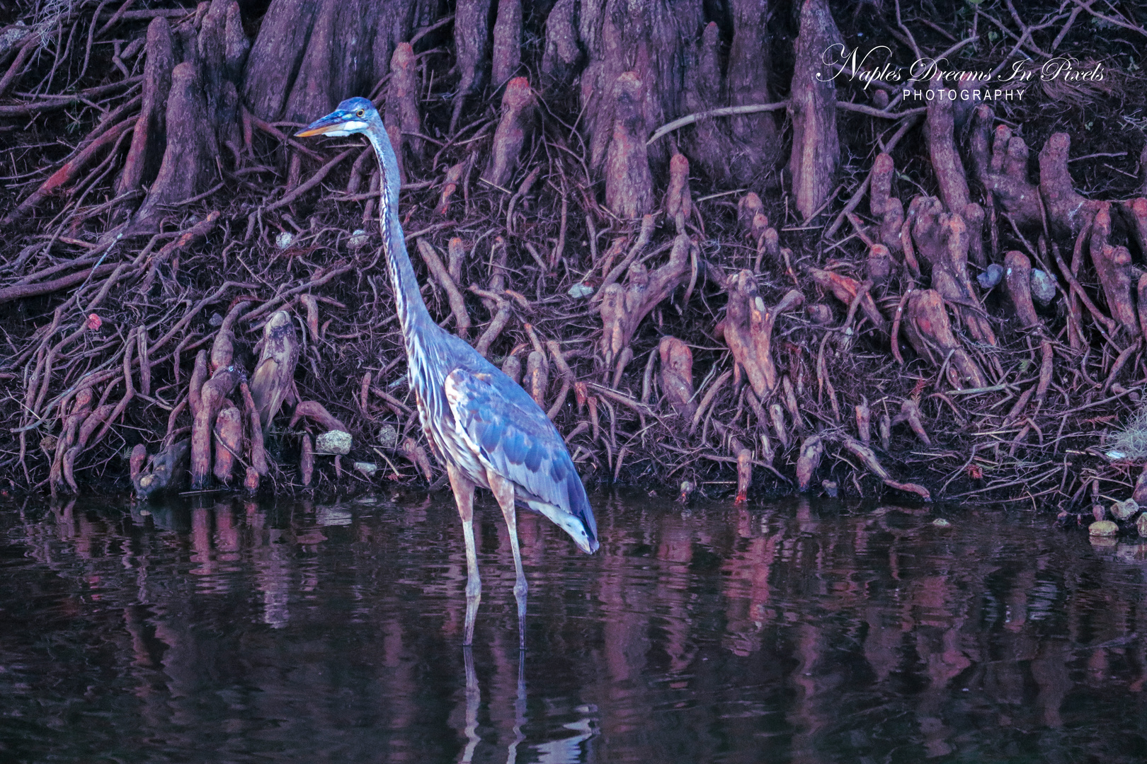 Long-legged heron at a swamp in SWFL