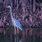 Long-legged heron at a swamp in SWFL