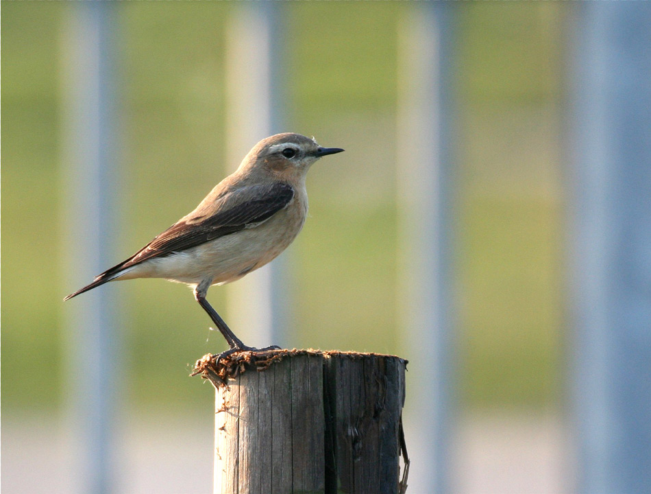 Long-legged mit Strich-Code