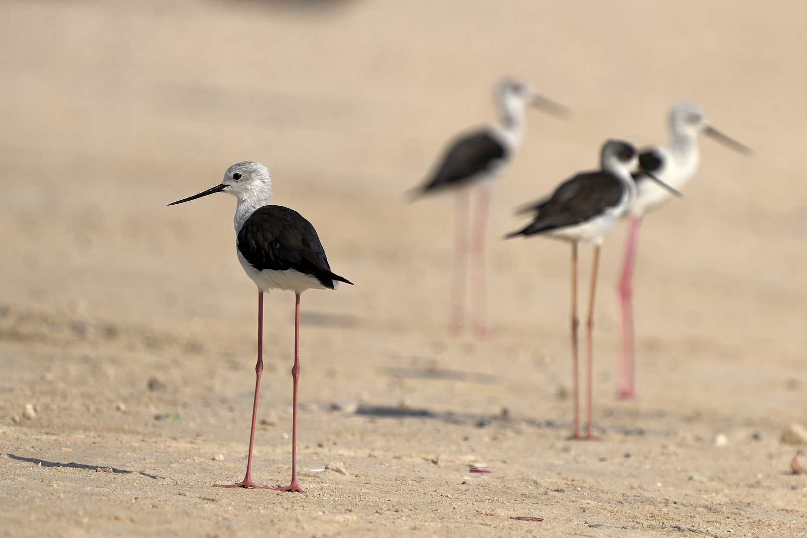 Long Legs Family 