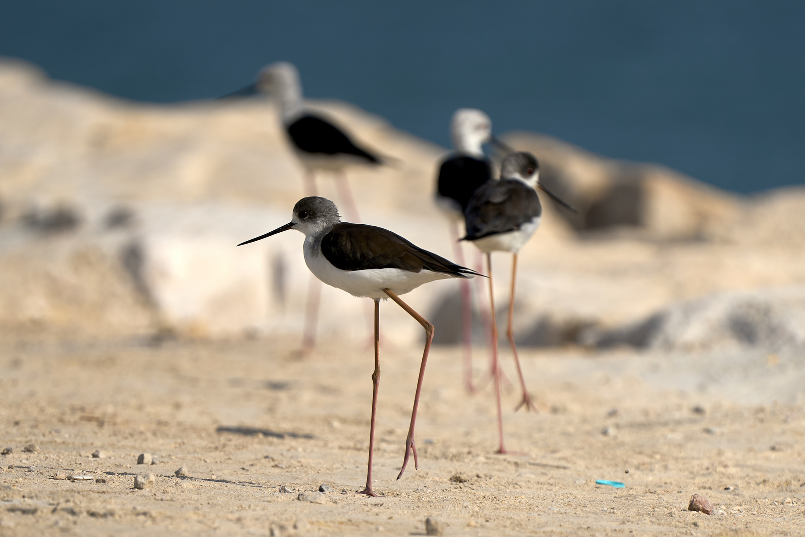 Long Legs Family 