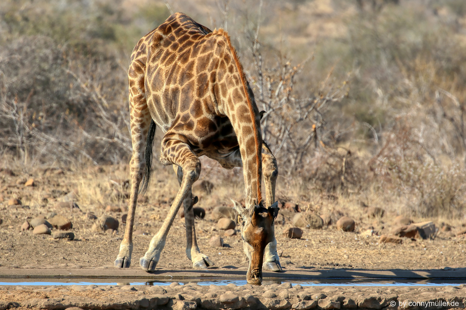 Long Neck