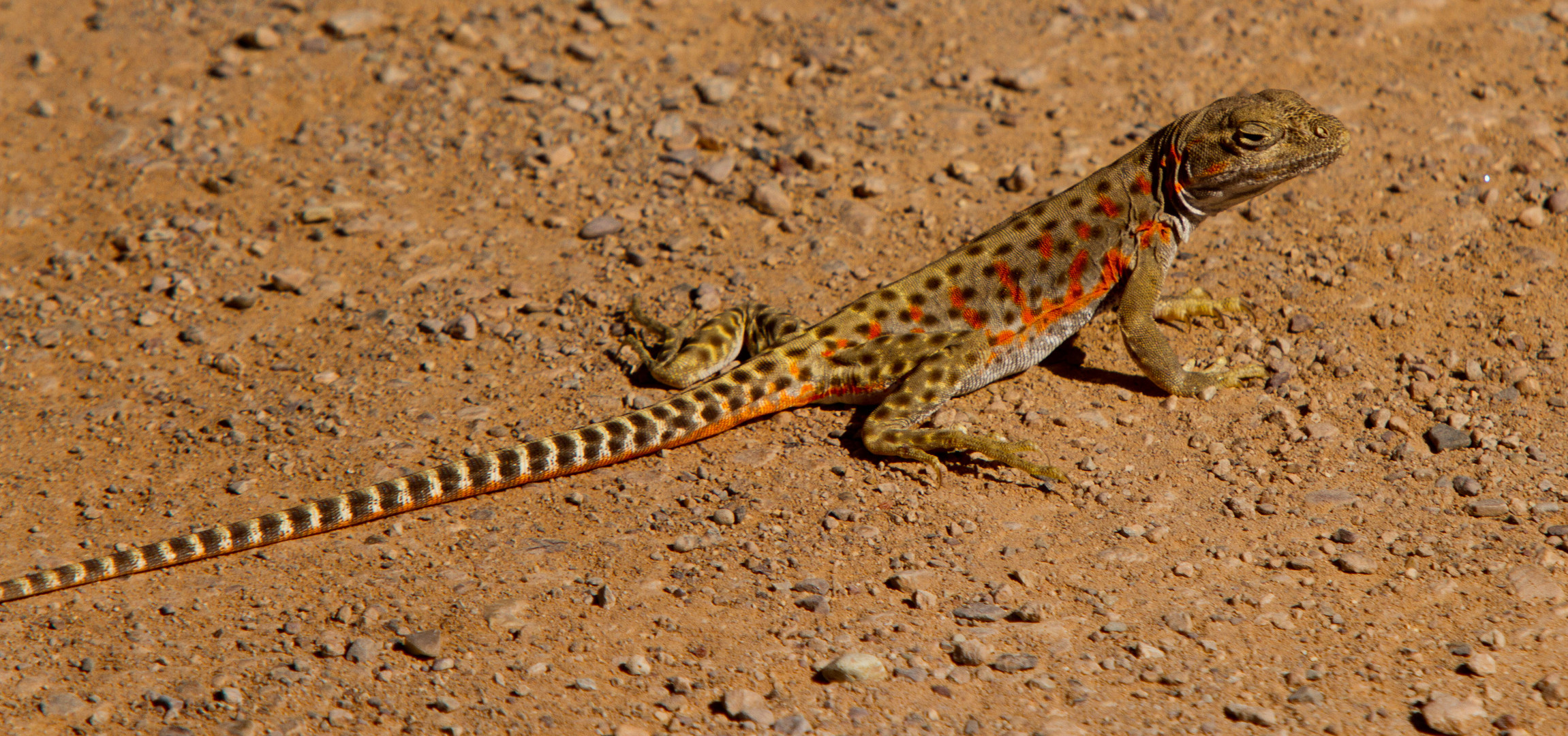 LONG-NOSED LEOPARD LIZARD