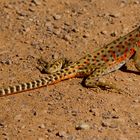 LONG-NOSED LEOPARD LIZARD