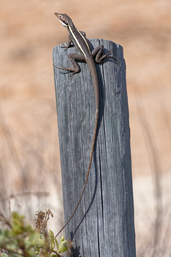 Long Nosed Water Dragon