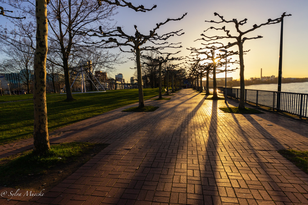 Long Shadows 