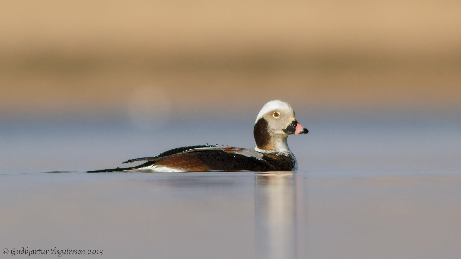 Long tailed Duck - Clangula hyemalis