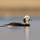 Long tailed Duck - Clangula hyemalis