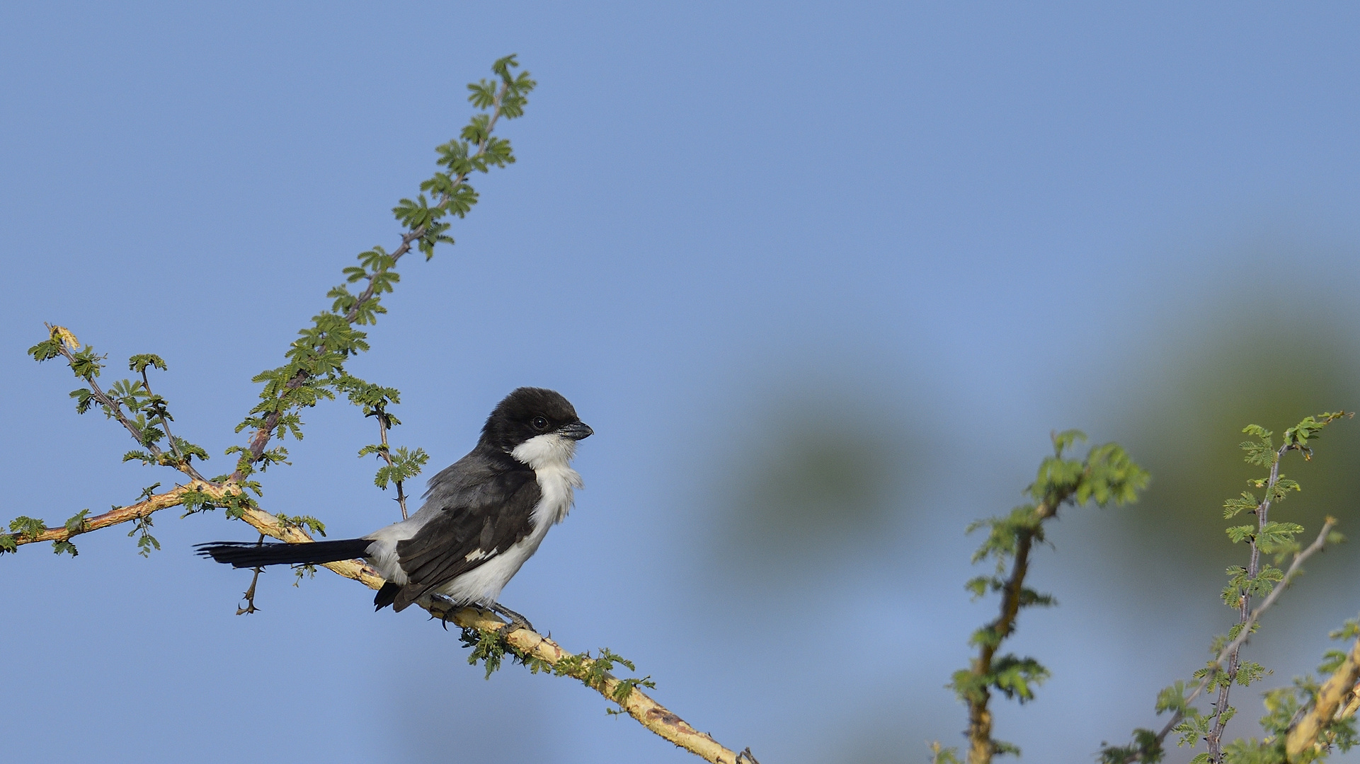 Long-tailed Fiscal