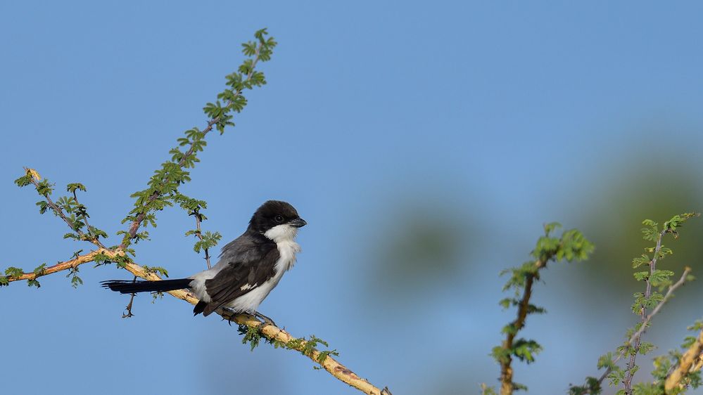 Long-tailed Fiscal