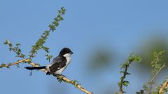 Long-tailed Fiscal