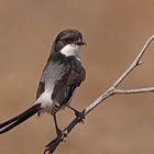 Long-tailed Fiscal ( Lanius cabanisi )