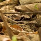  Long-tailed Nightjar Caprimulgus climacurus Schleppennachtschwalbe