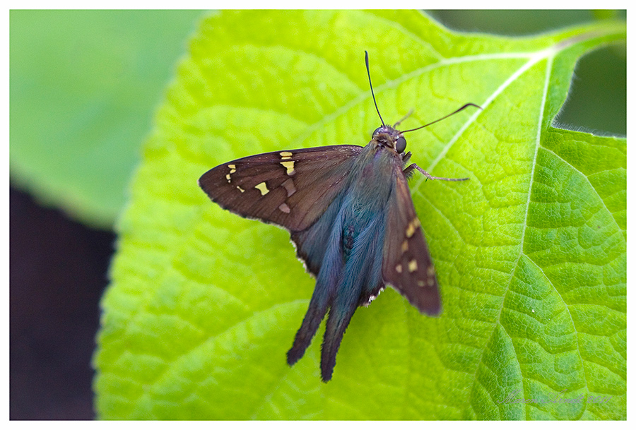 Long Tailed Skipper