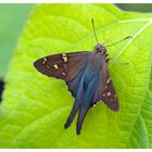 Long Tailed Skipper