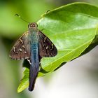 Long-tailed Skipper (Urbanus proteus)