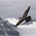 Long-tailed skua