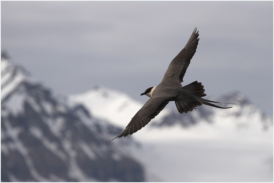 Long-tailed skua