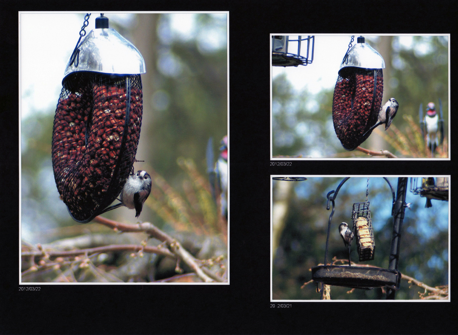 Long Tailed Tit