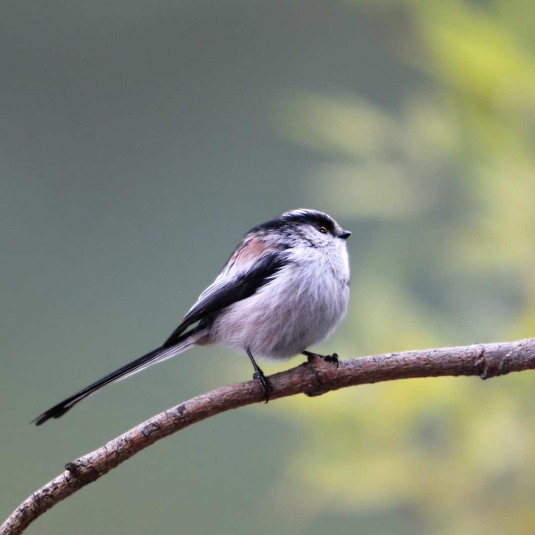 Long-tailed Tit