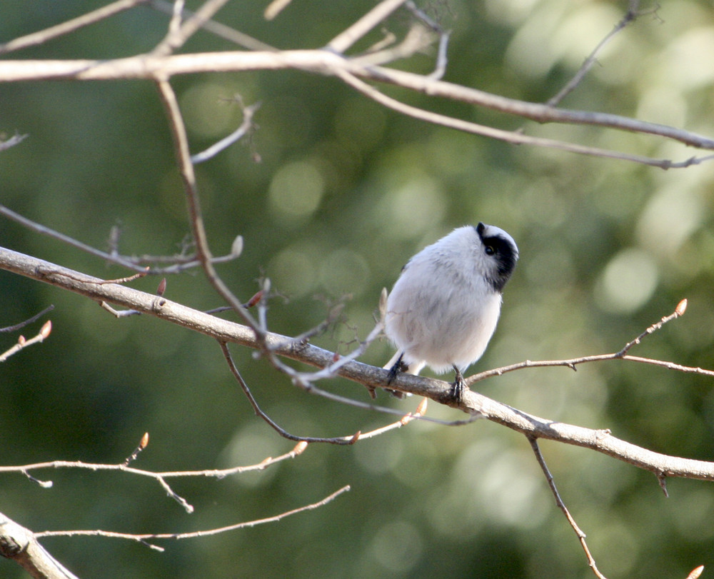 Long-tailed tit