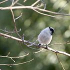 Long-tailed tit