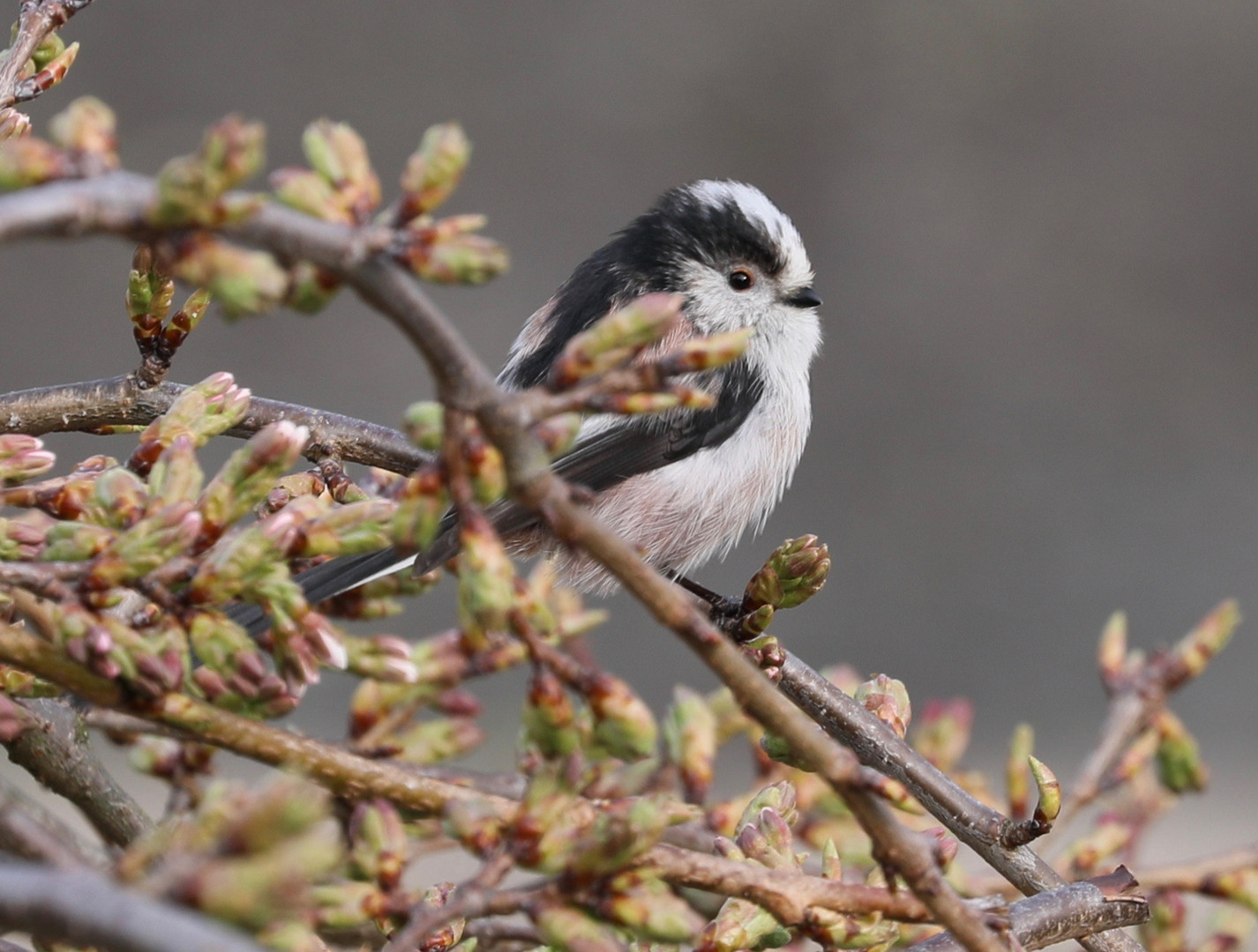 Long tailed tit