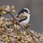 Long tailed tit