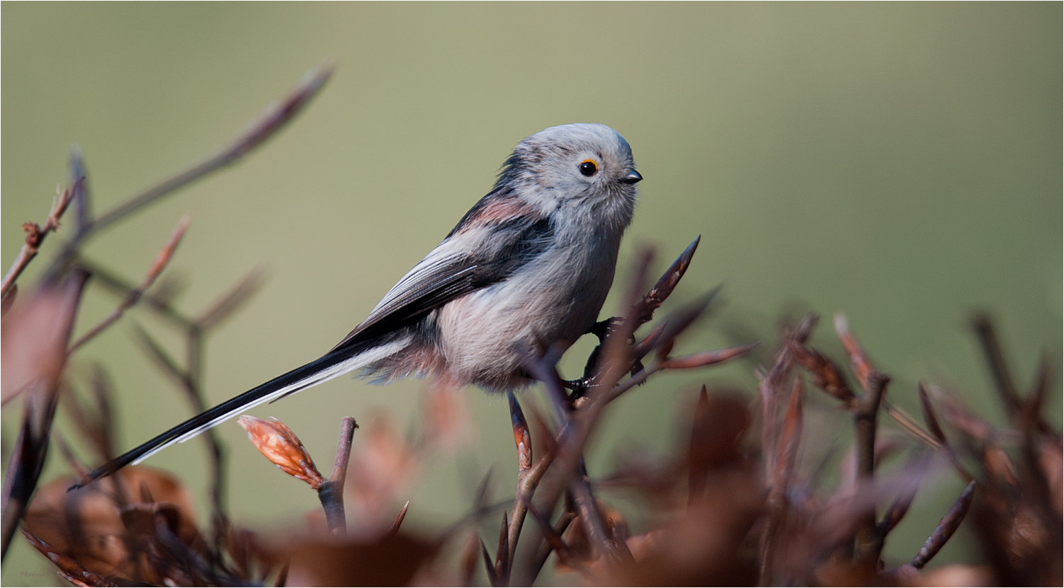 Long-tailed tit