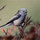 Long-tailed tit