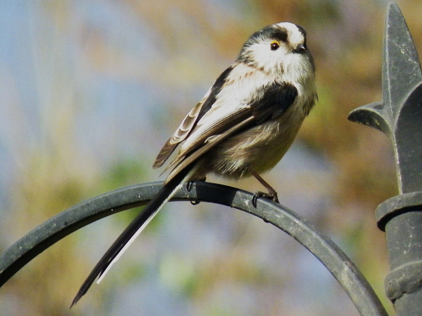 Long Tailed Tit