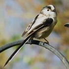 Long Tailed Tit