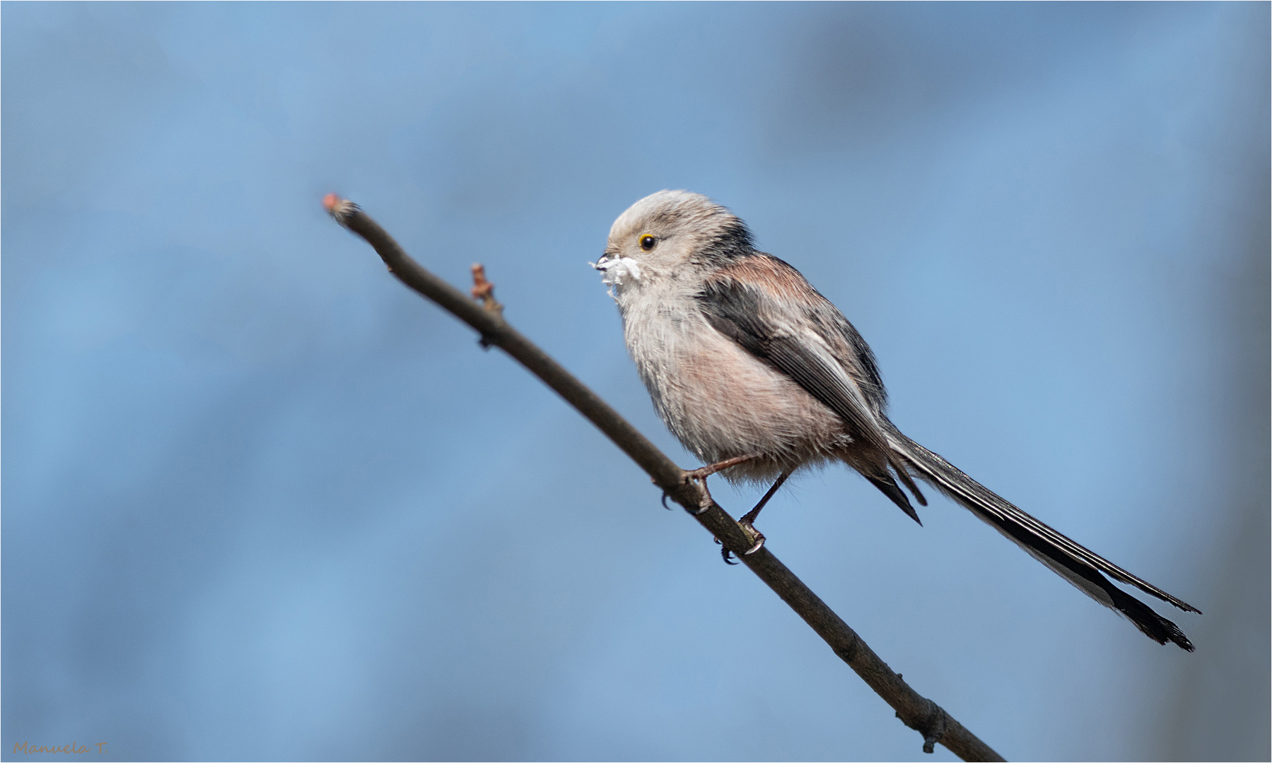 Long-tailed tit