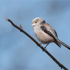 Long-tailed tit