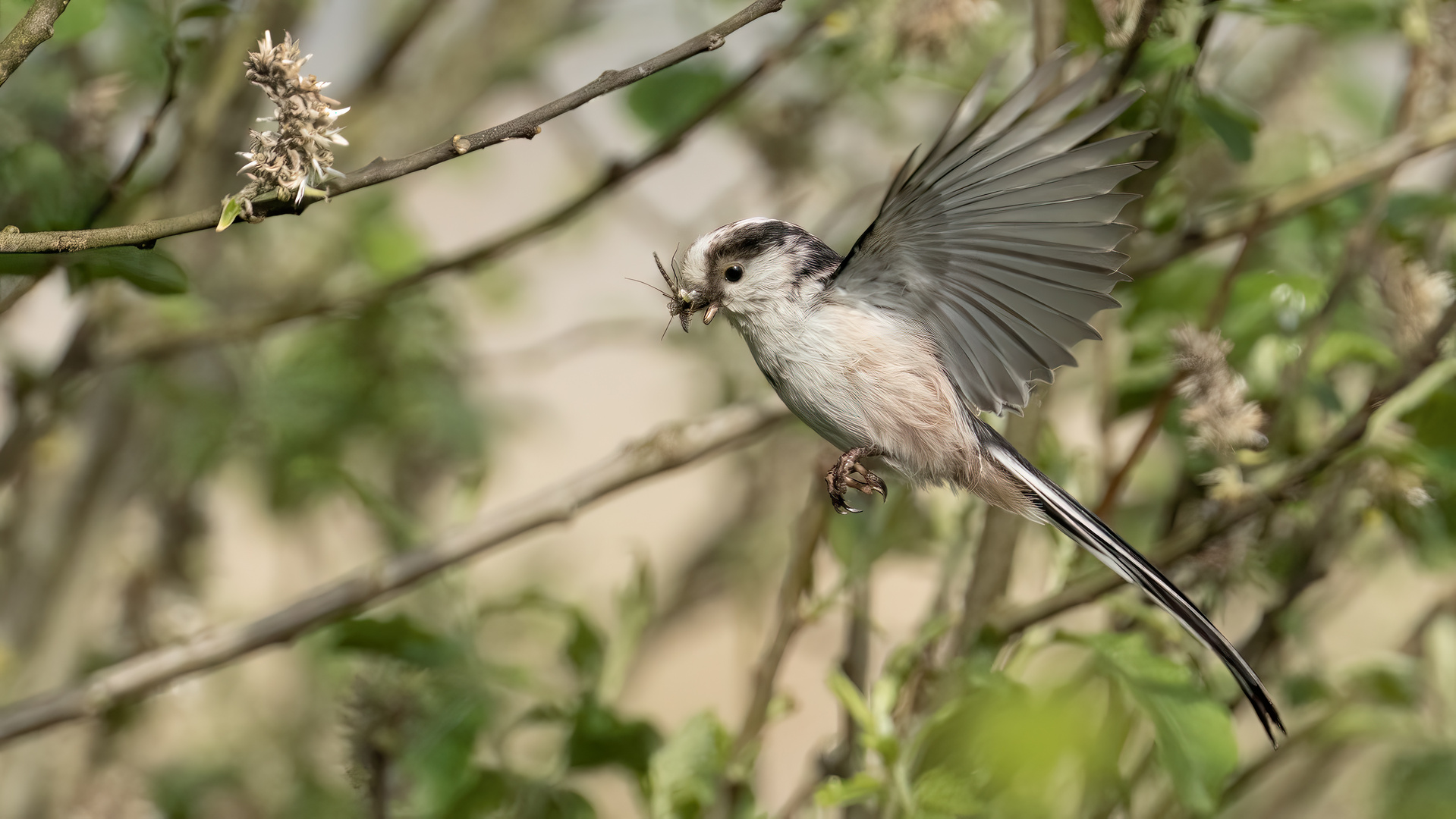 Long-tailed Tit