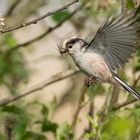 Long-tailed Tit