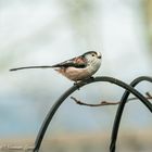  Long-Tailed Tit 