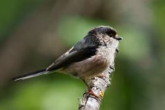 Long-tailed Tit