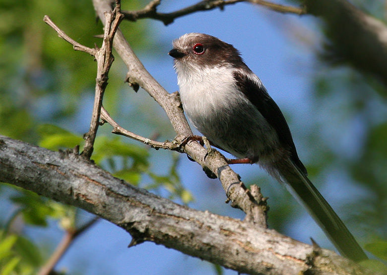 Long-tailed Tit (Aegithalos caudatus)