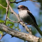 Long-tailed Tit (Aegithalos caudatus)