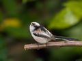 Long Tailed Tit de Fons van Swaal