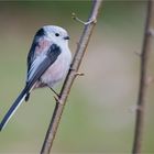 Long-tailed tit