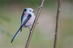 Long-tailed tit