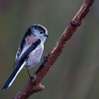 long tailed tit