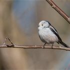 Long-tailed tit