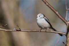 Long-tailed tit